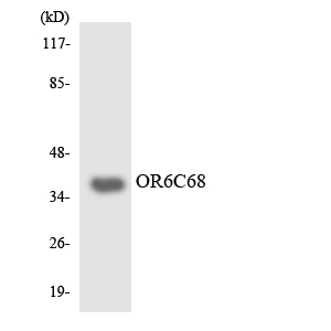 a30898 or6c68 primary antibodies wb testing 3