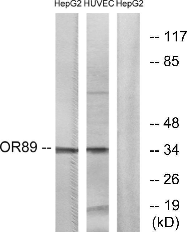 Western blot analysis of lysates from HepG2 and HUVEC cells, using OR89 Antibody