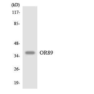 Western blot analysis of the lysates from RAW264