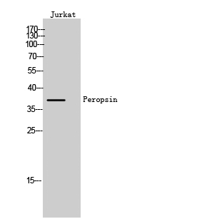 a30904 rrh primary antibodies wb testing 1
