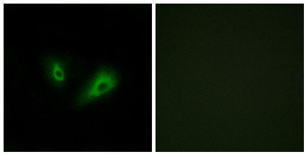 a30905 or10d4p primary antibodies if testing 1