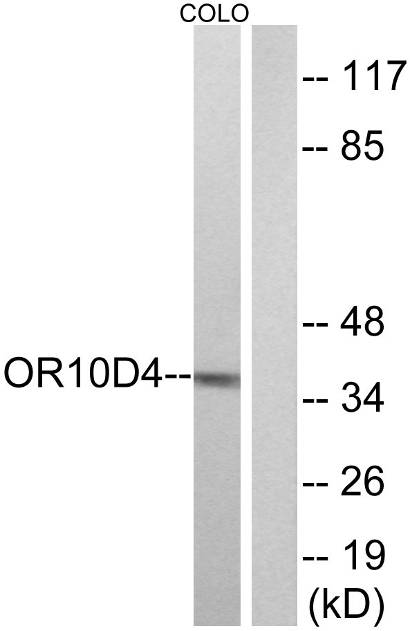 a30905 or10d4p primary antibodies wb testing 3