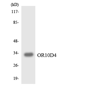 a30905 or10d4p primary antibodies wb testing 4