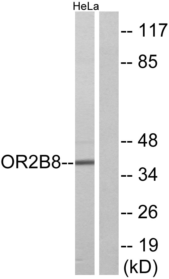 a30906 or2b8p primary antibodies wb testing 1
