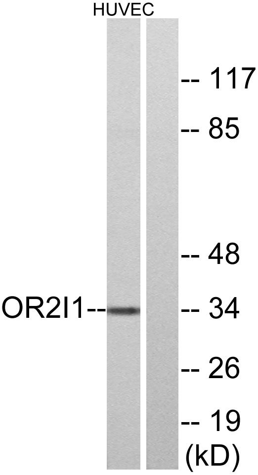 a30907 or2i1p primary antibodies wb testing 2