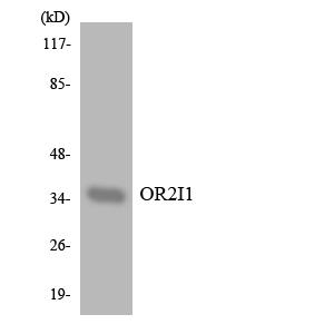 a30907 or2i1p primary antibodies wb testing 3