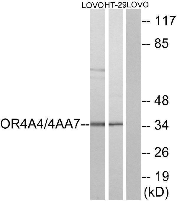 a30908 or4a4p primary antibodies wb testing 2