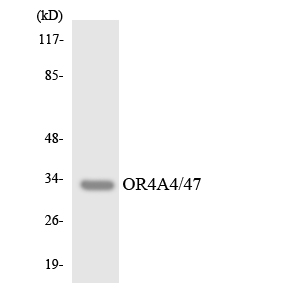 a30908 or4a4p primary antibodies wb testing 3