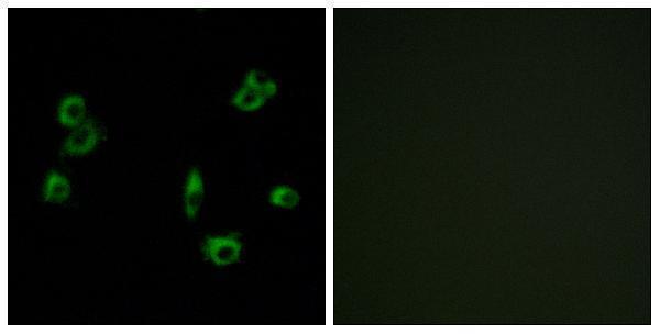 Immunofluorescence analysis of MCF7 cells, using PEVR1 Antibody