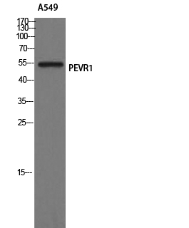 Western Blot analysis of A549 cells using GPR172A Polyclonal Antibody