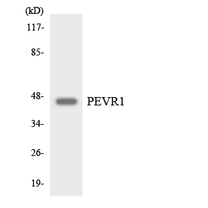 Western blot analysis of the lysates from HepG2 cells using PEVR1 antibody