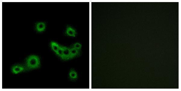 Immunofluorescence analysis of MCF7 cells, using PEVR2 Antibody