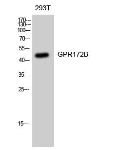 Western Blot analysis of 293T cells using GPR172B Polyclonal Antibody diluted at 1:1000
