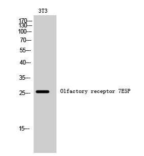 a30911 or7e5p primary antibodies wb testing 2