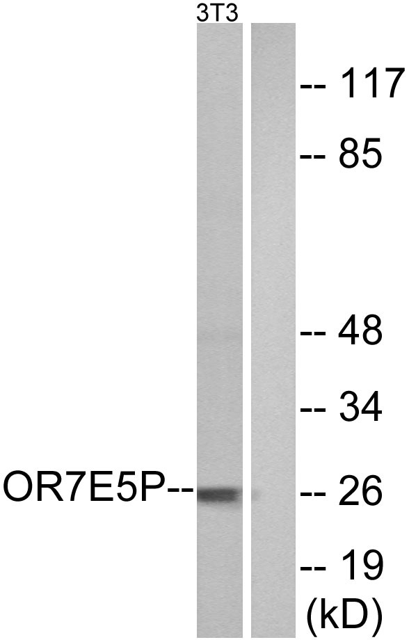 a30911 or7e5p primary antibodies wb testing 3