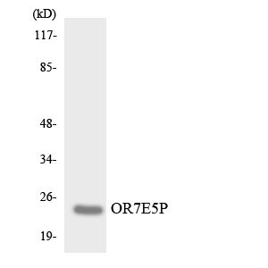 a30911 or7e5p primary antibodies wb testing 4