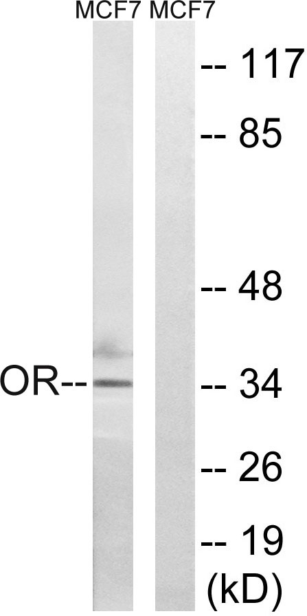 a30912 or51h1 primary antibodies wb testing 1