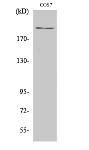 Western Blot analysis of COS7 cells using ZFP106 Polyclonal Antibody