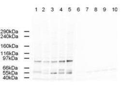 a30987 ap2a primary antibodies wb testing 1