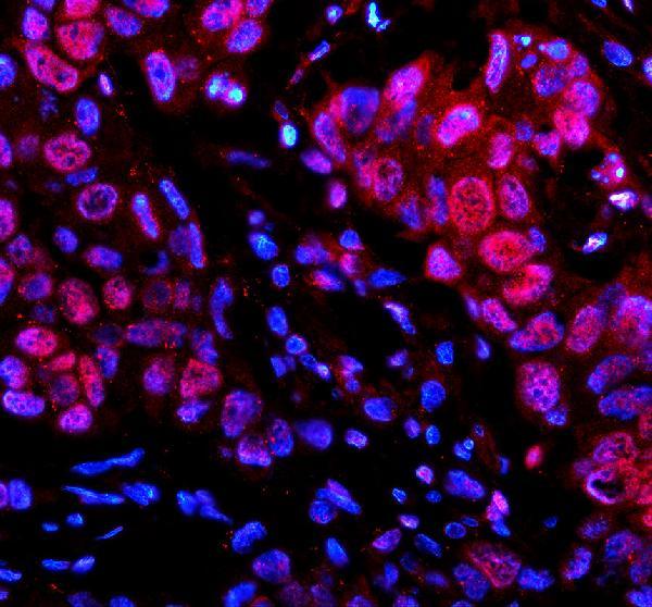 a31256 h2az1 primary antibodies if testing 1