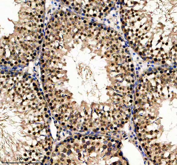 a31256 h2az1 primary antibodies ihc testing 4