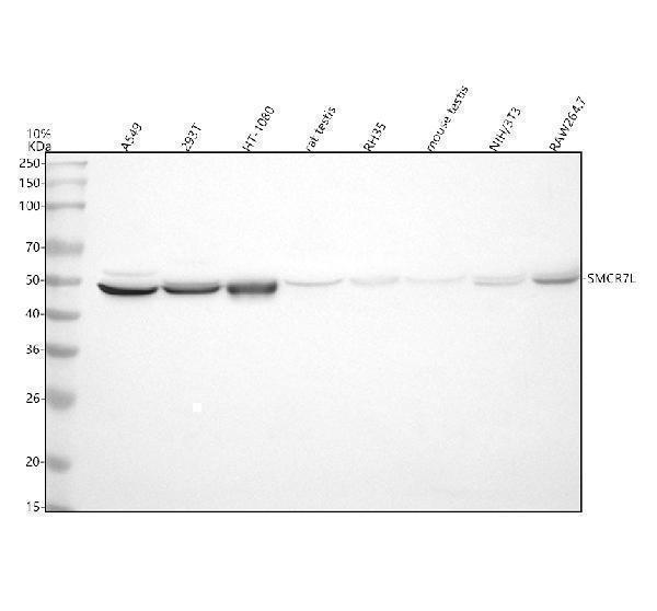 a31546 smcr7l mid51 mief1 primary antibodies wb testing 1