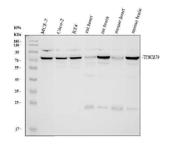 a31589 tomm70 primary antibodies wb testing 1