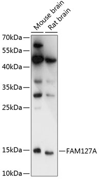 Western blot analysis of extracts of various cell lines, using FAM127A antibody  at 1:3000 dilution