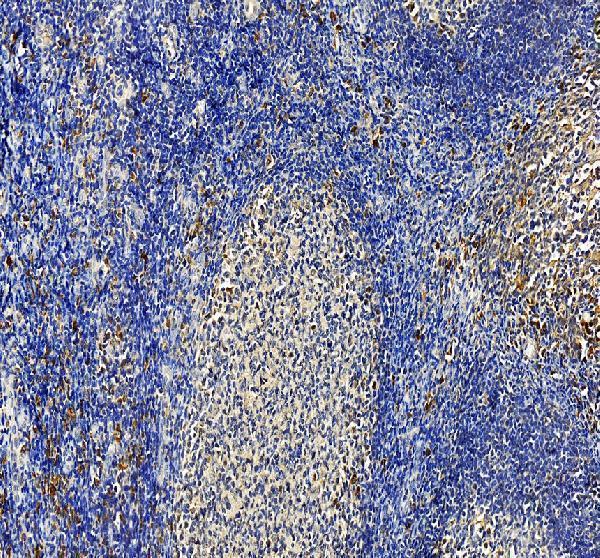 a31676 1 cgas primary antibodies ihc testing 1