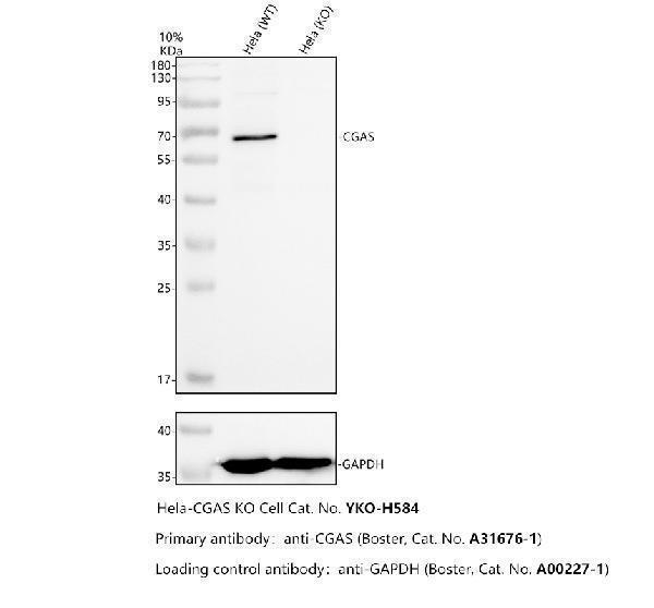 a31676 1 cgas primary antibodies wb testing 2