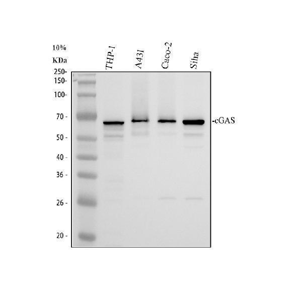 Western blot analysis of cGAS using anti-cGAS antibody (A31676-2)