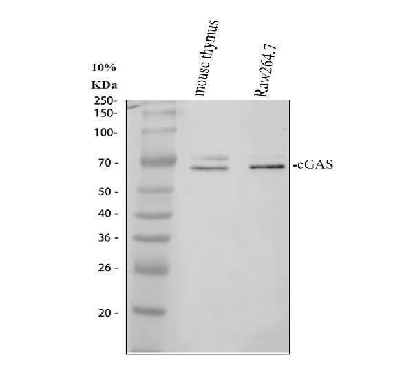 Western blot analysis of cGAS using anti-cGAS antibody (A31676-2)