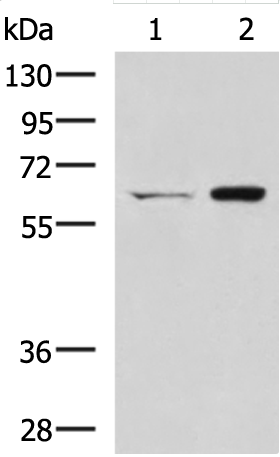 a31676 cgas primary antiboties wb testing 1