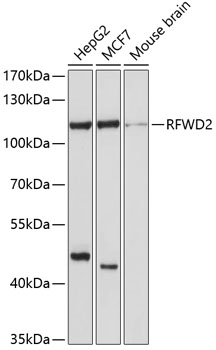 Western blot analysis of extracts of various cell lines, using RFWD2 antibody  at 1:1000 dilution