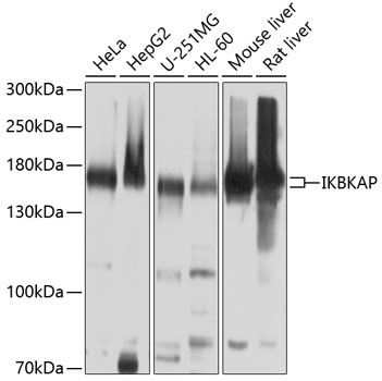 a31687 1 elp1 primary antiboties wb testing 1