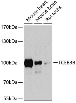 a31710 eloa2 primary antiboties wb testing 1