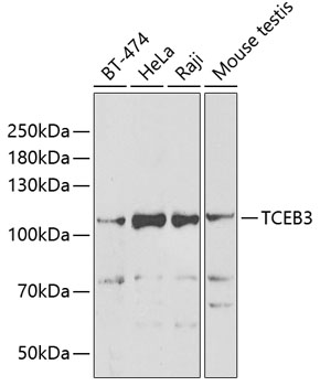 Western blot analysis of extracts of various cell lines, using TCEB3 antibody  at 1:1000 dilution