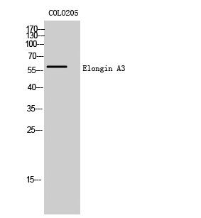 Western Blot analysis of COLO205 cells using Elongin A3 Polyclonal Antibody cells nucleus extracted by Minute TM Cytoplasmic and Nuclear Fractionation kit 