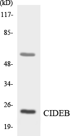 Western blot analysis of the lysates from COLO205 cells using CIDEB antibody
