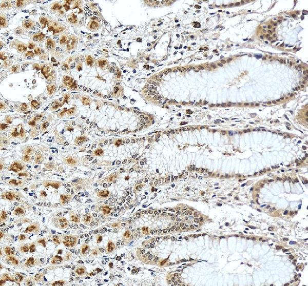 IHC analysis of TCEB2/ELOB using anti-TCEB2/ELOB antibody (A31718-2)