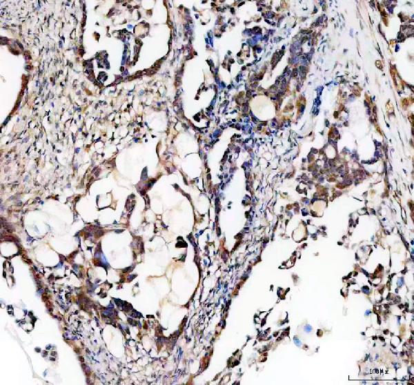 a31721 ess2 primary antibodies ihc testing 1