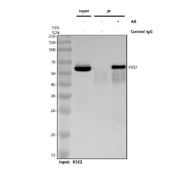 a31721 ess2 primary antibodies ip testing 1