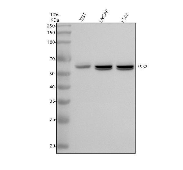 a31721 ess2 primary antibodies wb testing 1