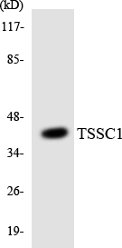 a31728 eipr1 primary antibodies wb testing 1