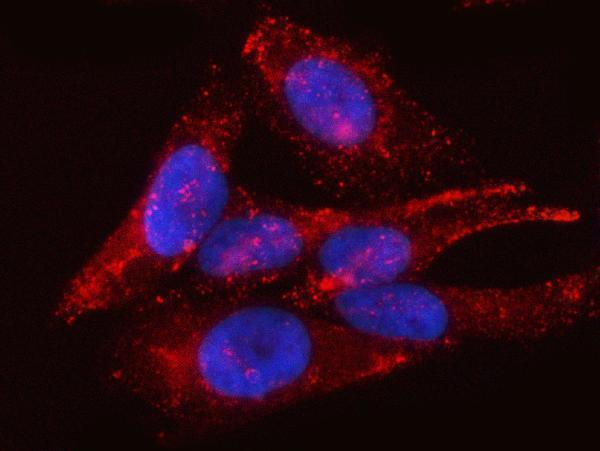 a31732 2 cavin1 primary antibodies if testing 13