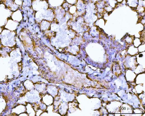 a31732 2 cavin1 primary antibodies ihc testing 11
