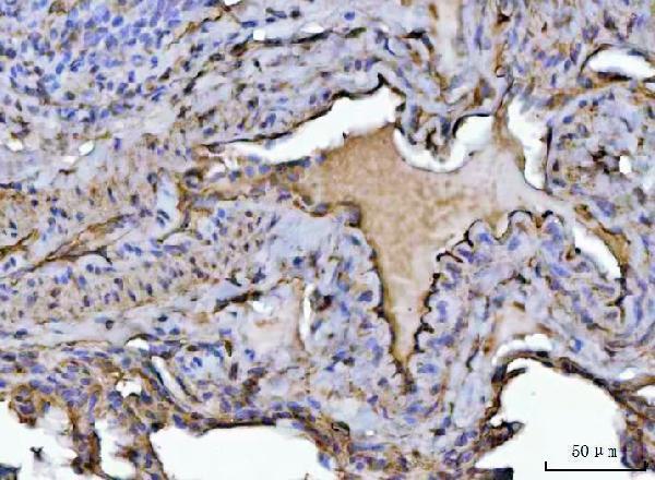 a31732 2 cavin1 primary antibodies ihc testing 12