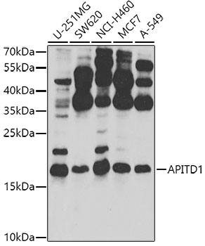 a31751 cenps primary antiboties wb testing 1