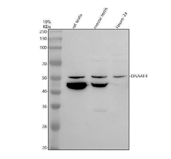 a31774 1 dnaaf4 primary antibodies wb testing 1