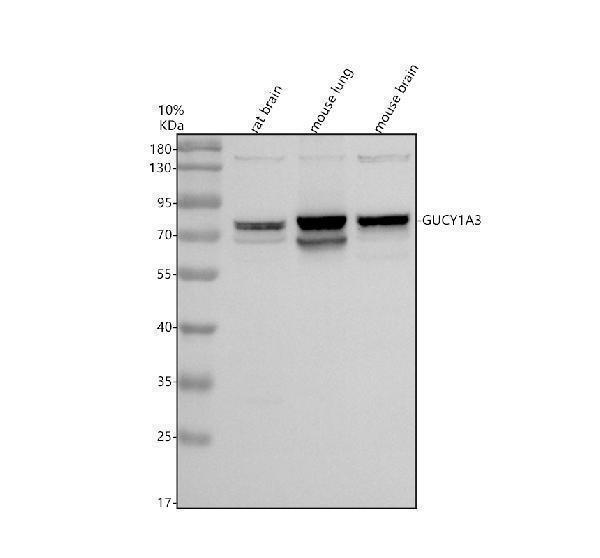 Western blot analysis of GUCY1A3 using anti-GUCY1A3 antibody (A31778-1)